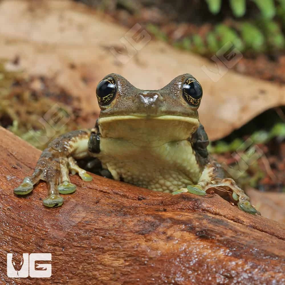 Marbled Tree Frog - Image 2
