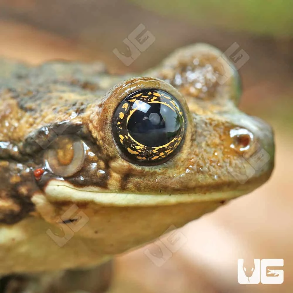Marbled Tree Frog - Image 4