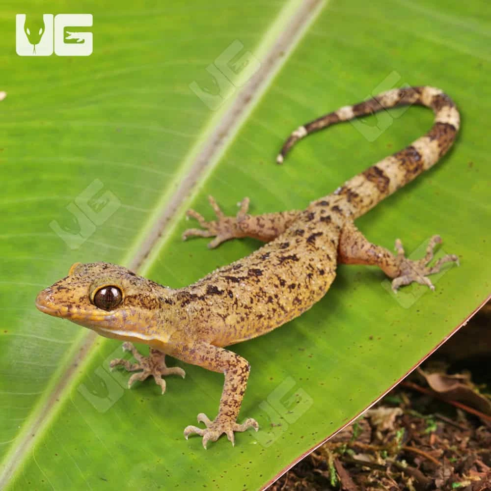 Marbled Bow-Fingered Gecko