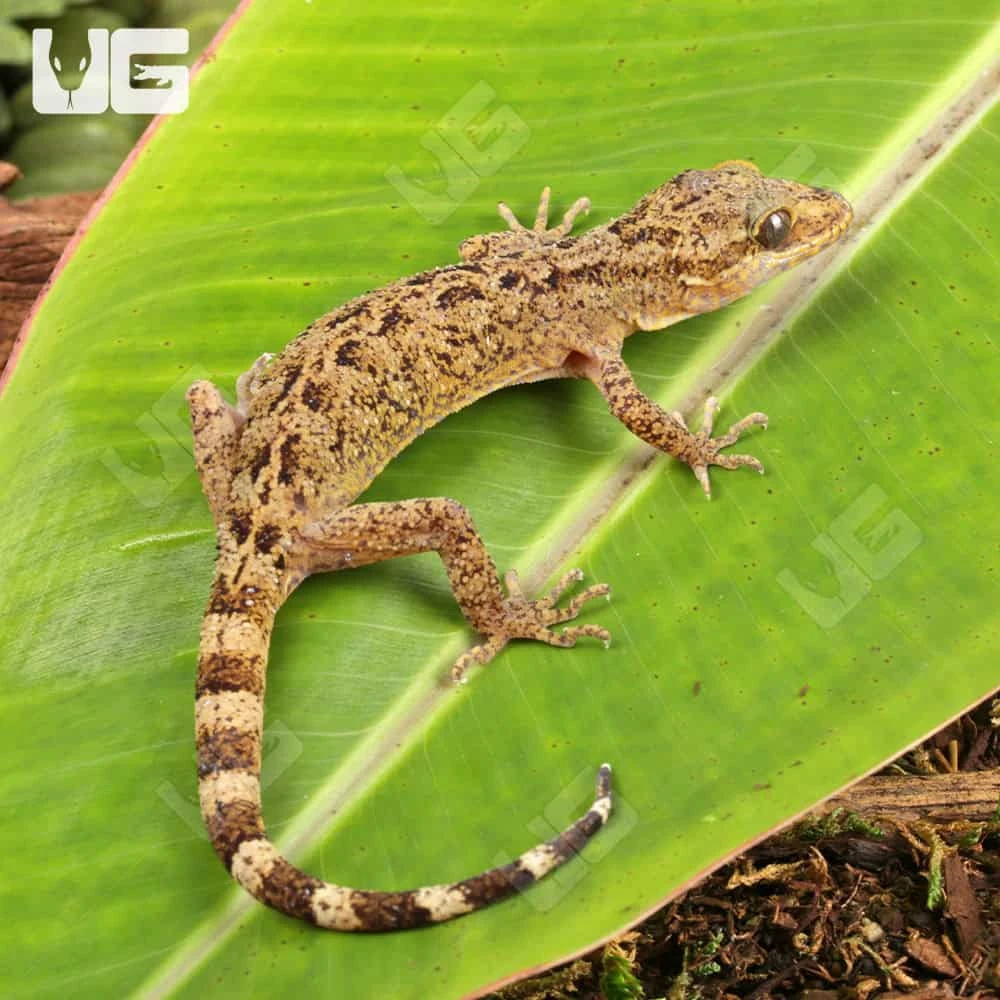 Marbled Bow-Fingered Gecko - Image 3
