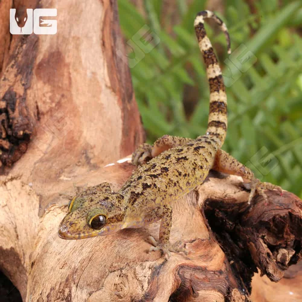 Marbled Bow-Fingered Gecko - Image 2