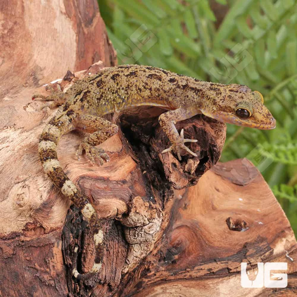 Marbled Bow-Fingered Gecko - Image 4