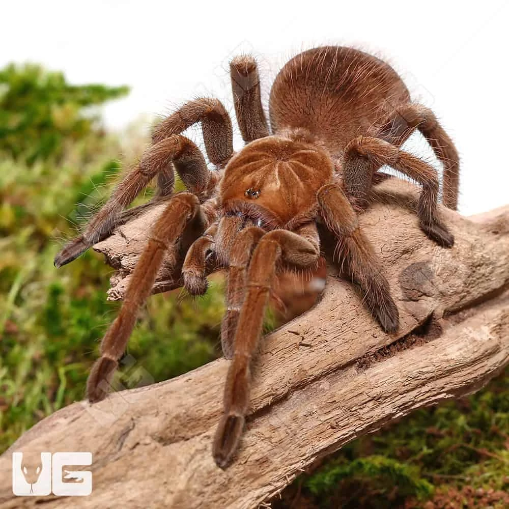 Female Mascara Giant Birdeater Tarantula (3 – 4″)