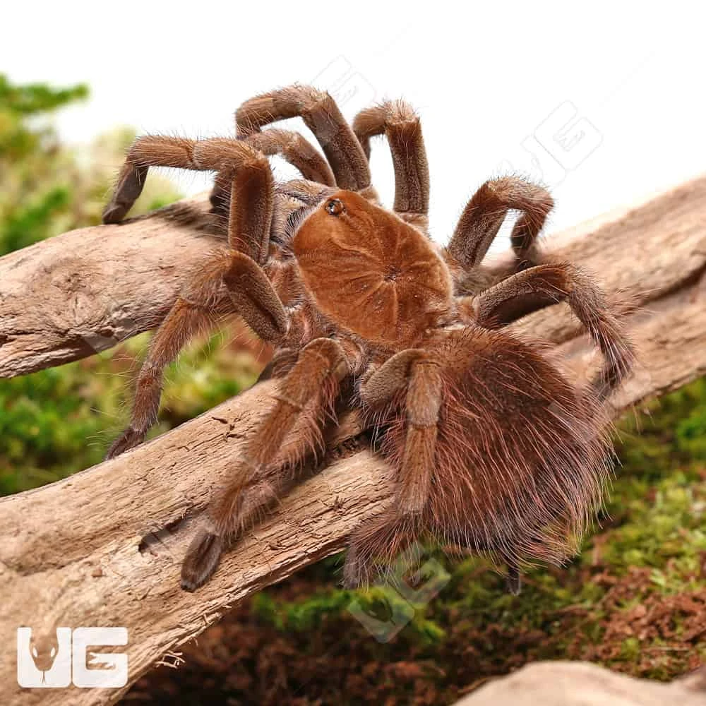 Female Mascara Giant Birdeater Tarantula (3 – 4″) - Image 2