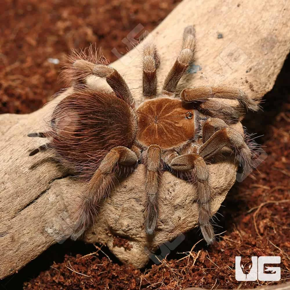 Female Mascara Giant Birdeater Tarantula (3 – 4″) - Image 3