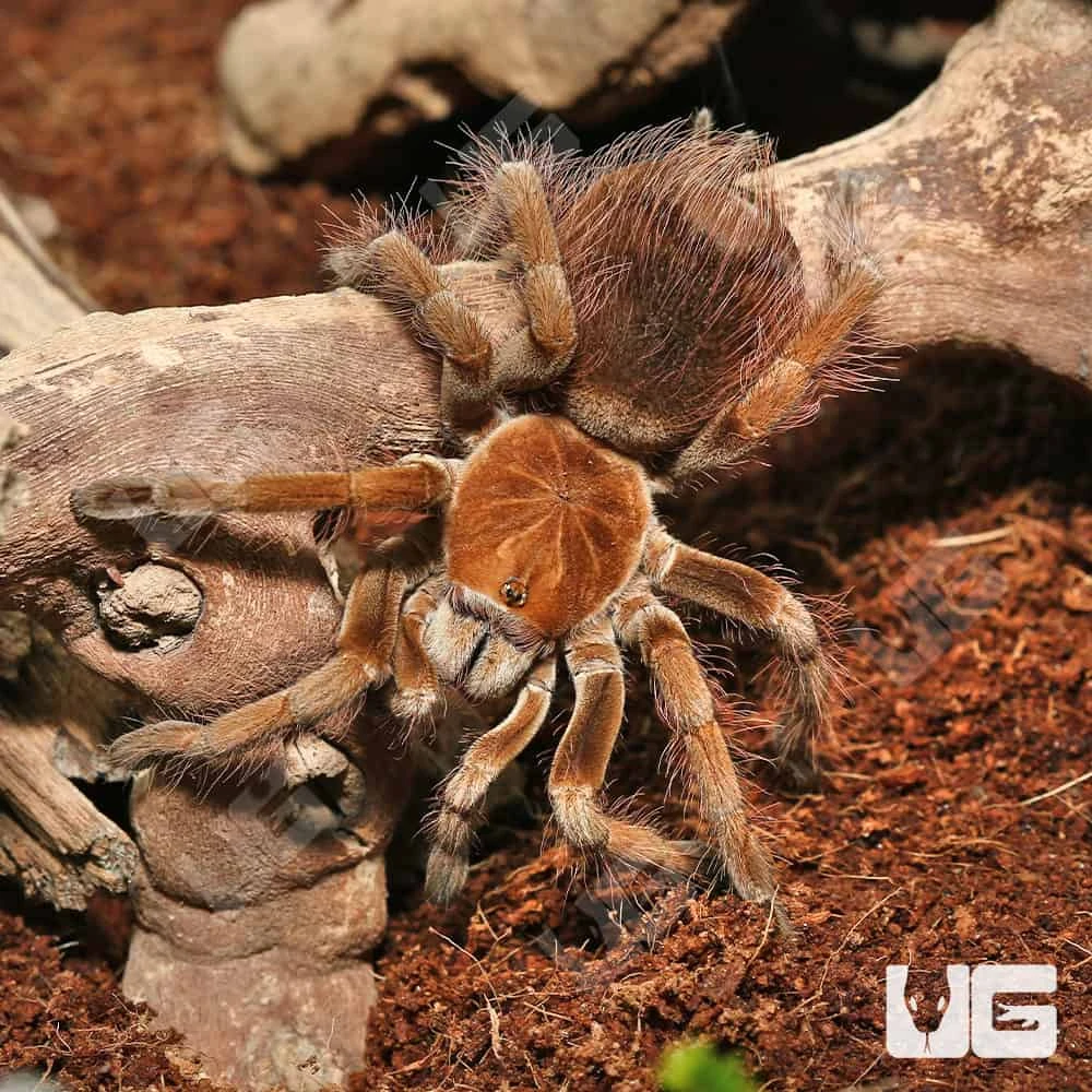 Female Mascara Giant Birdeater Tarantula (3 – 4″) - Image 4