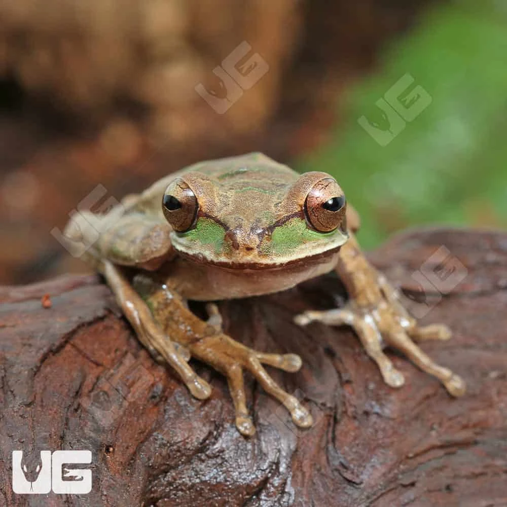 Masked Tree Frog - Image 2
