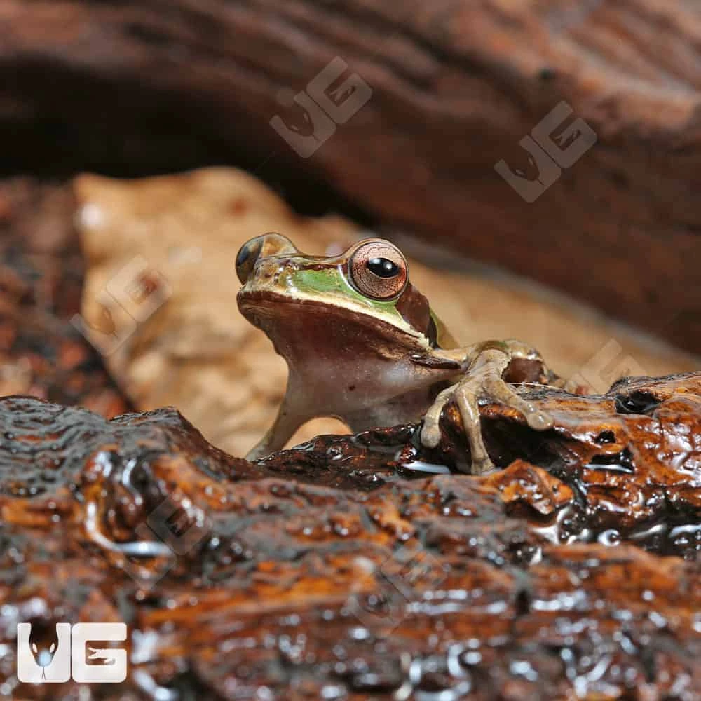 Masked Tree Frog - Image 4