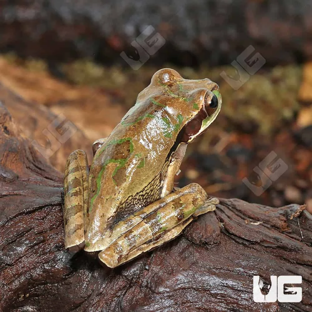 Masked Tree Frog