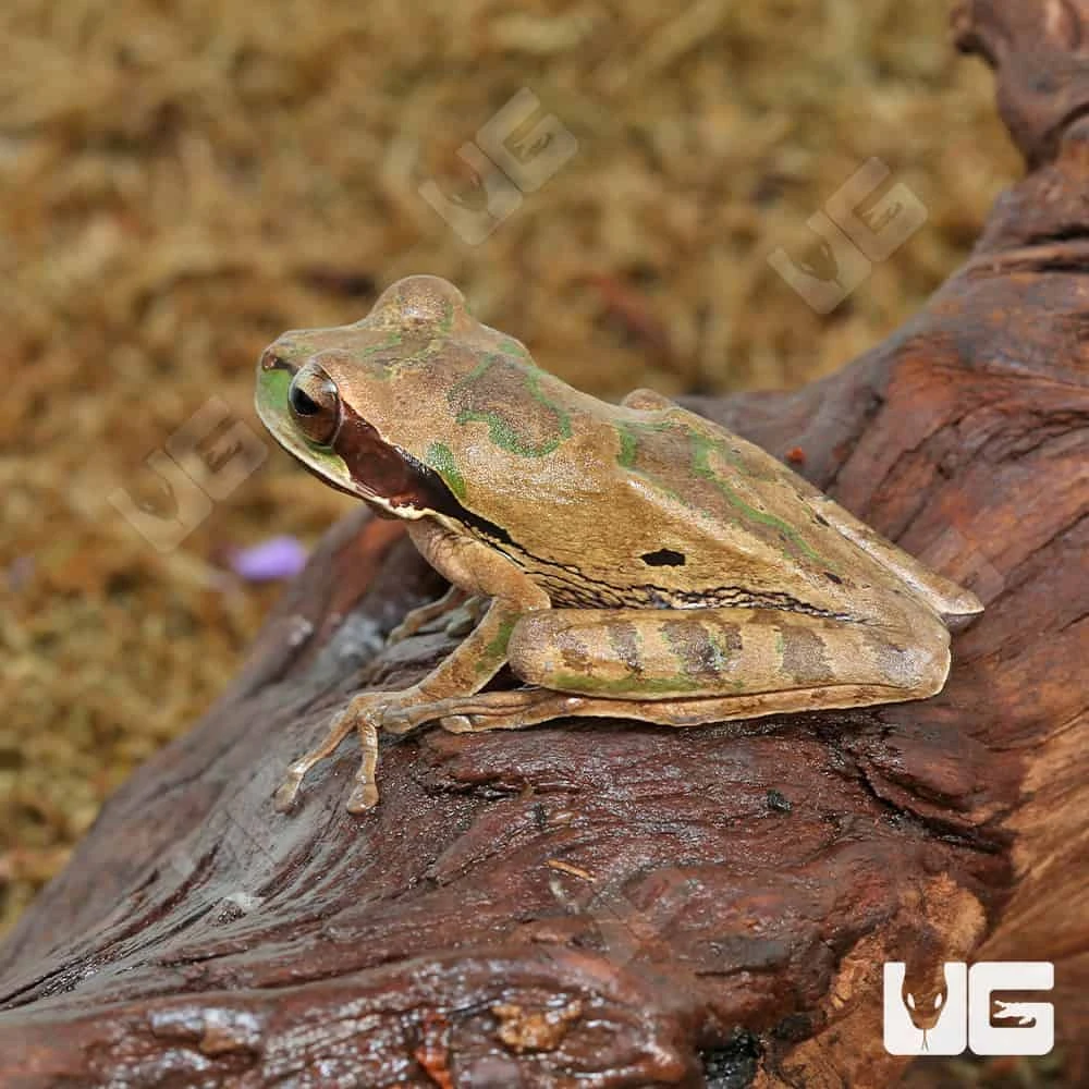 Masked Tree Frog - Image 3