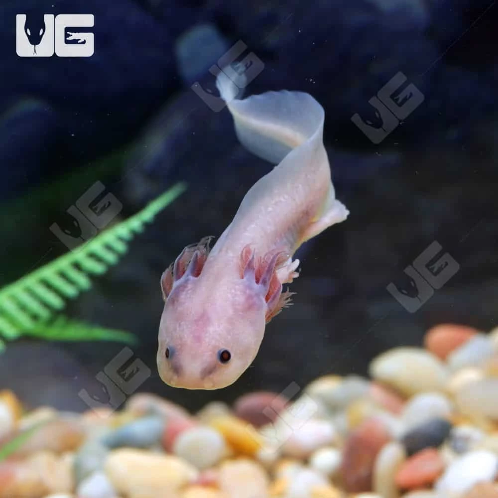 Melanoid Copper Axanthic Axolotl - Image 4