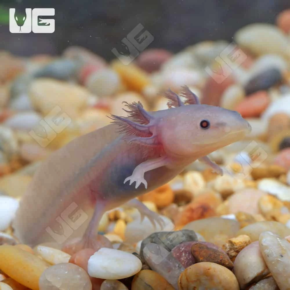 Melanoid Copper Axanthic Axolotl - Image 2