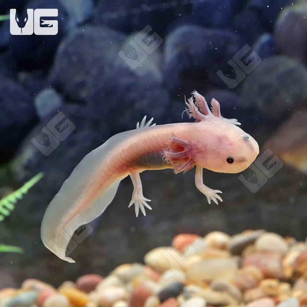Melanoid Copper Axanthic Axolotl - Image 3