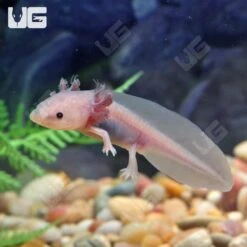 Melanoid Copper Axanthic Axolotl
