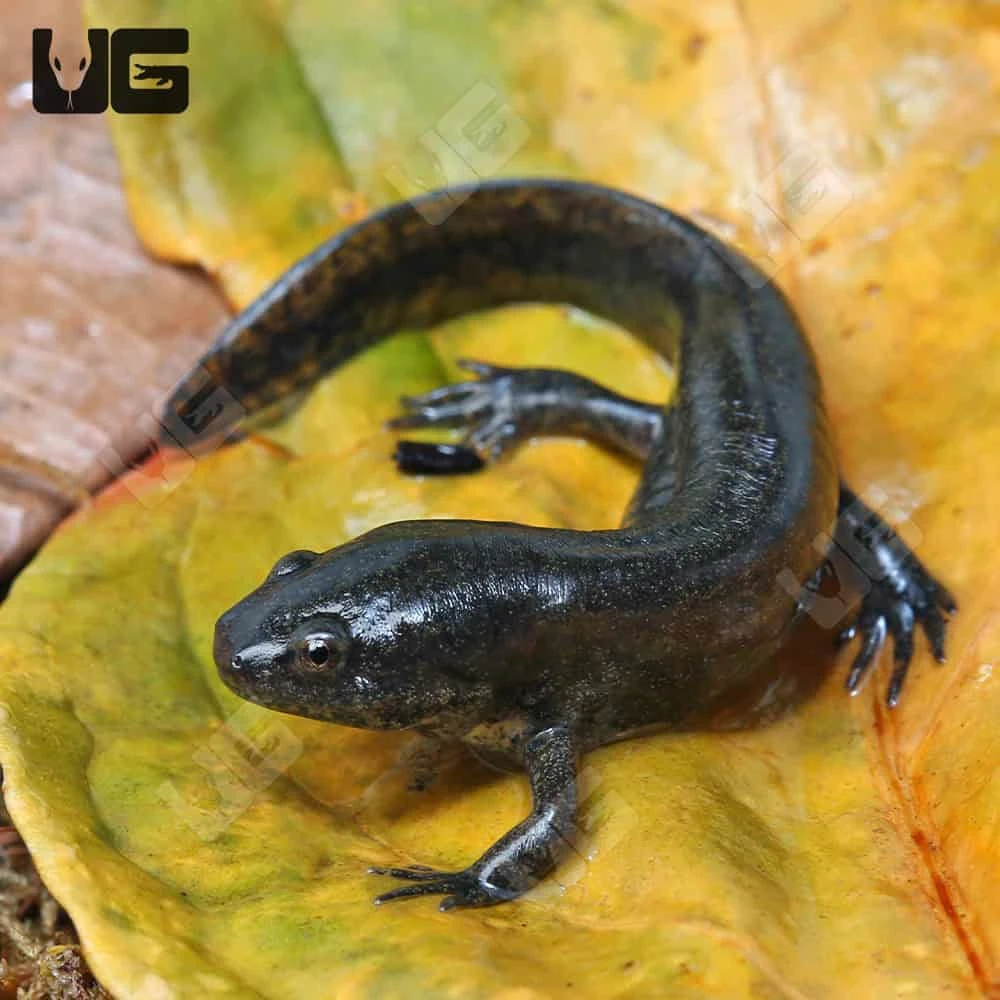 Mole Salamander