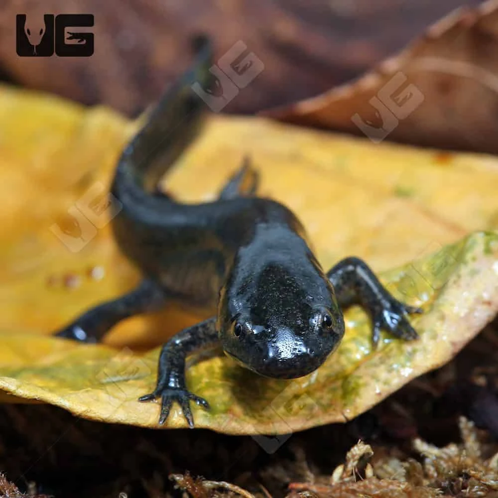 Mole Salamander - Image 2