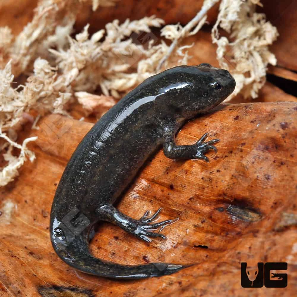 Mole Salamander - Image 3
