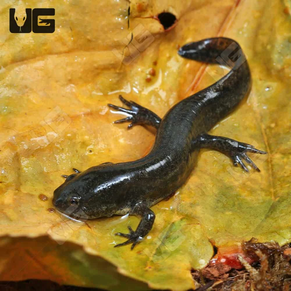 Mole Salamander - Image 4