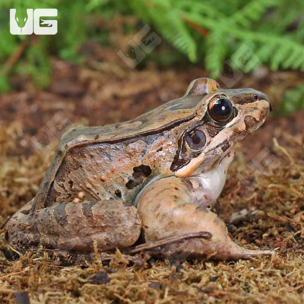 Mountain Chicken Frog - Image 2