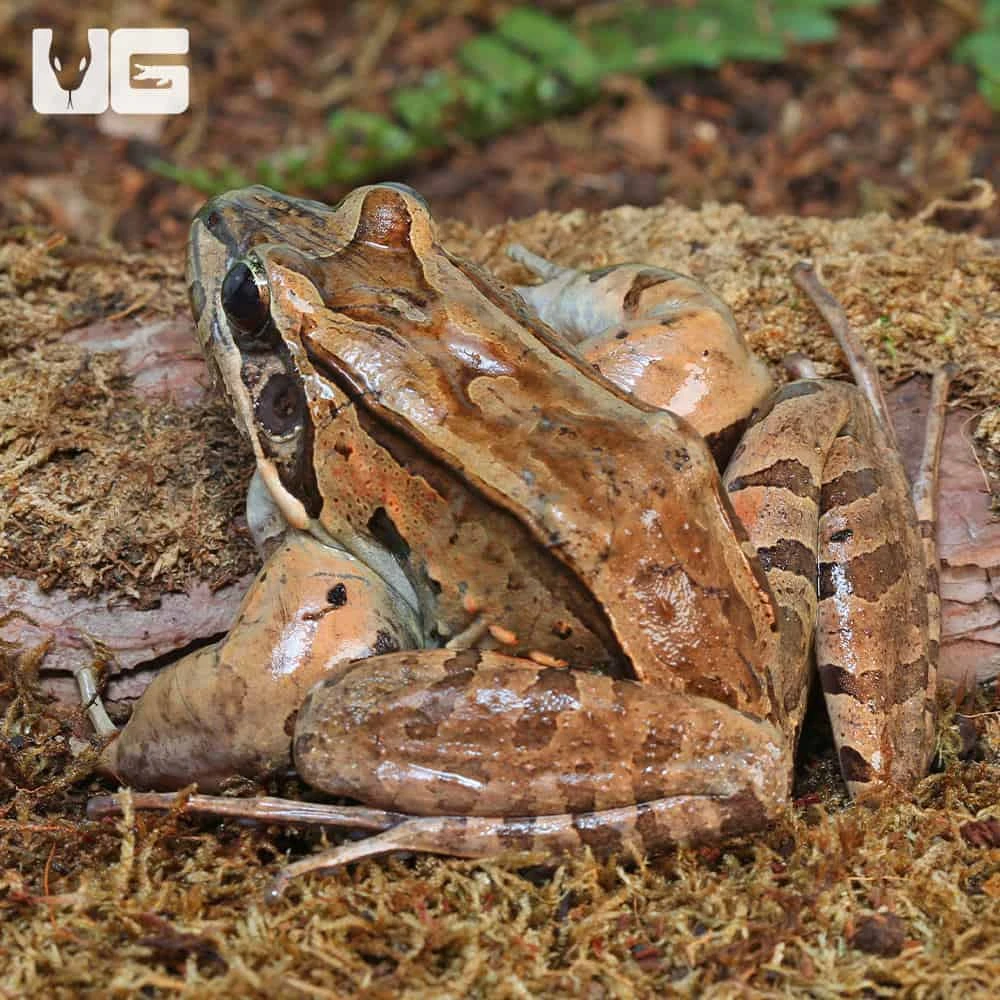 Mountain Chicken Frog