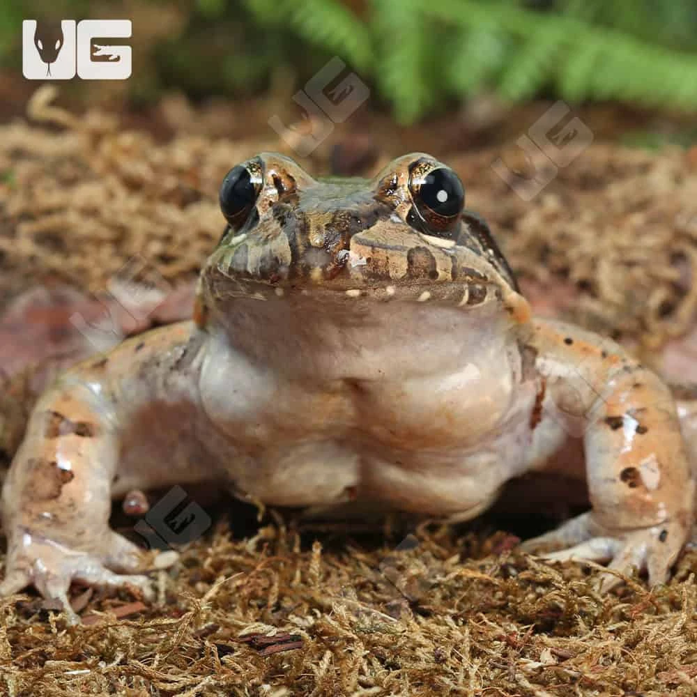 Mountain Chicken Frog - Image 3