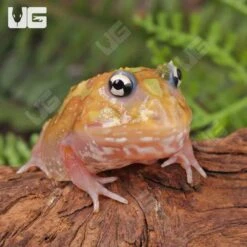 Mutant Neon Clown Pacman Frog