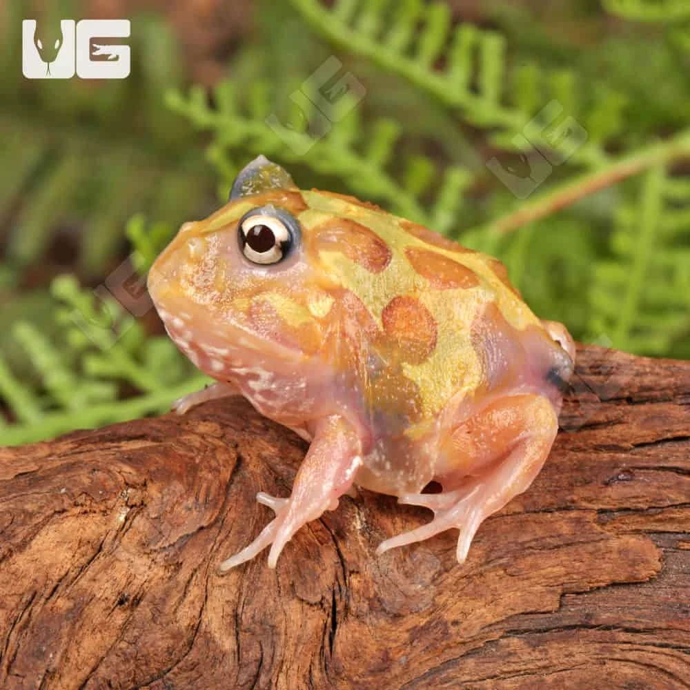 Mutant Neon Clown Pacman Frog - Image 4