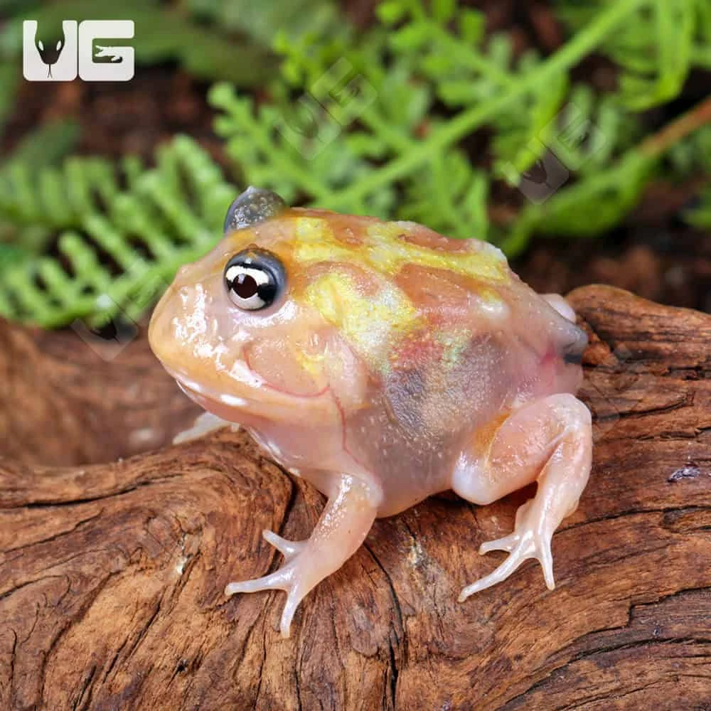 Mutant Pink Translucent Turf Pacman Frog - Image 3