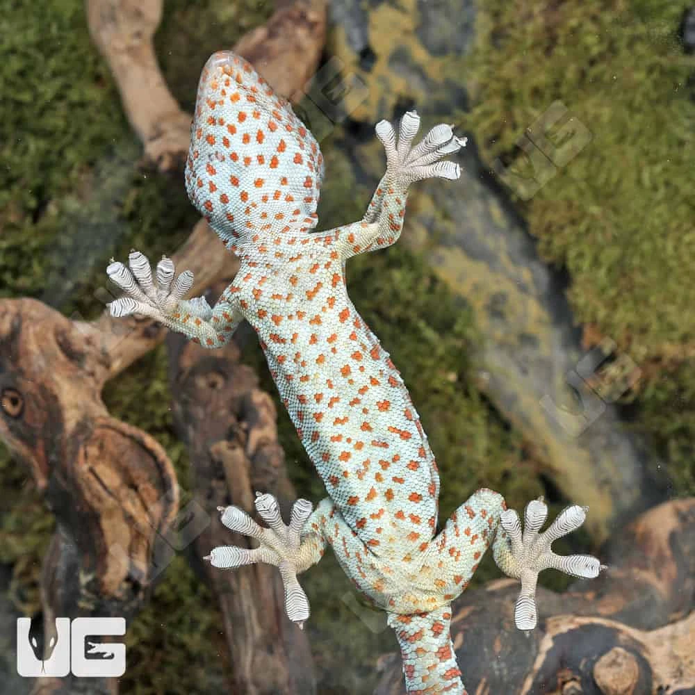 Blue Razz Tokay Gecko - Image 3