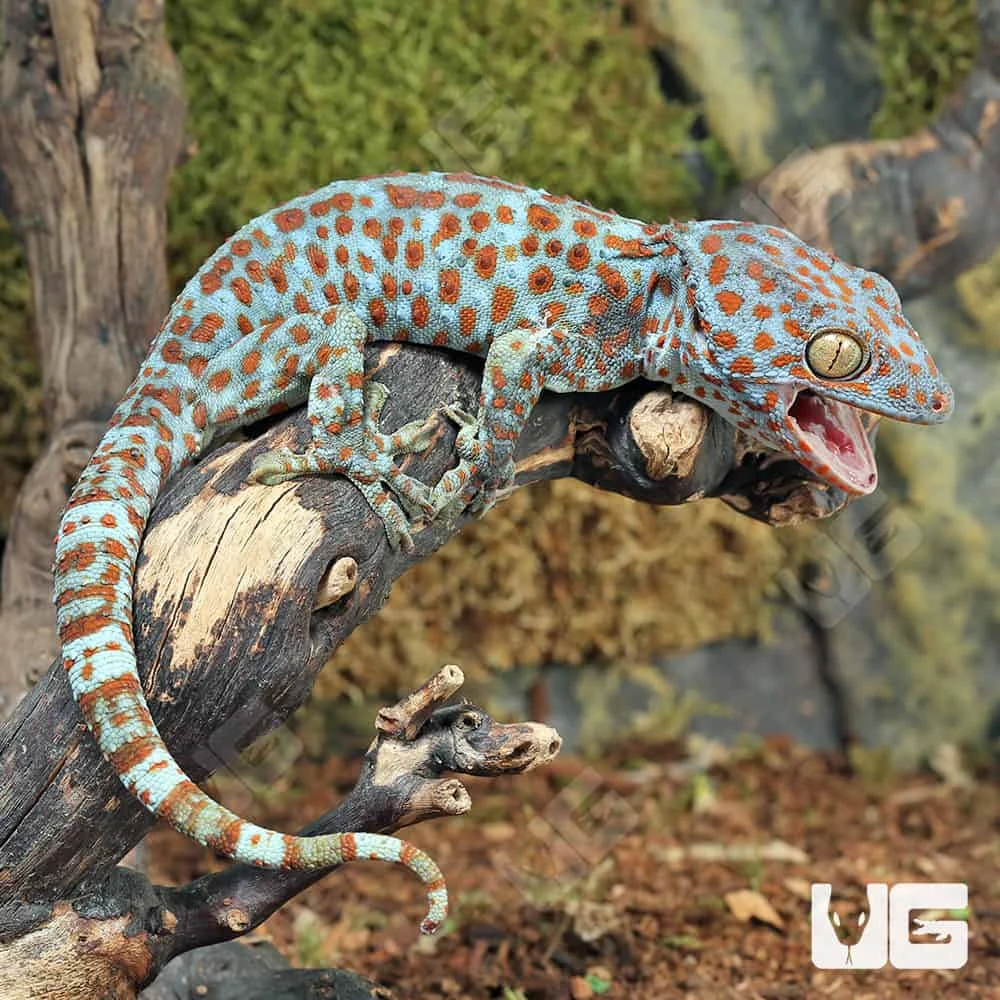 Blue Razz Tokay Gecko