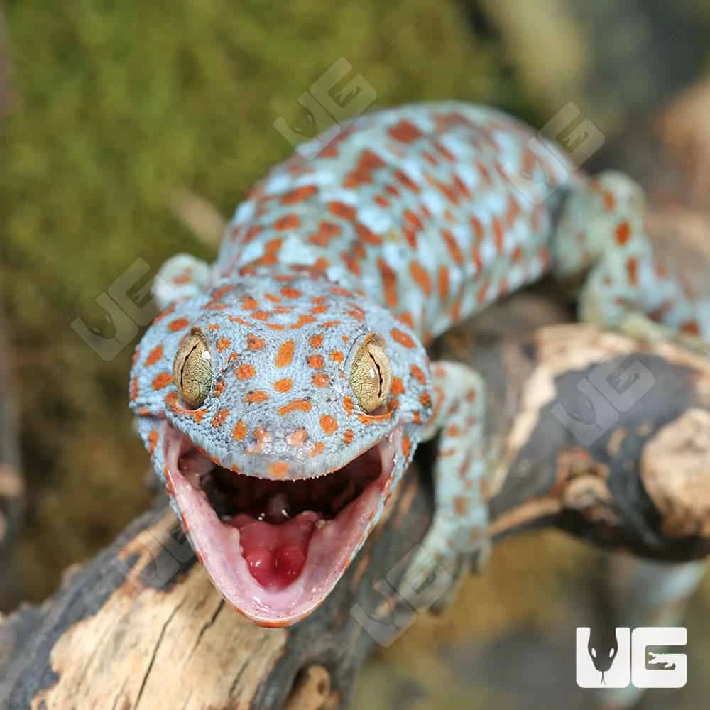 Blue Razz Tokay Gecko - Image 2