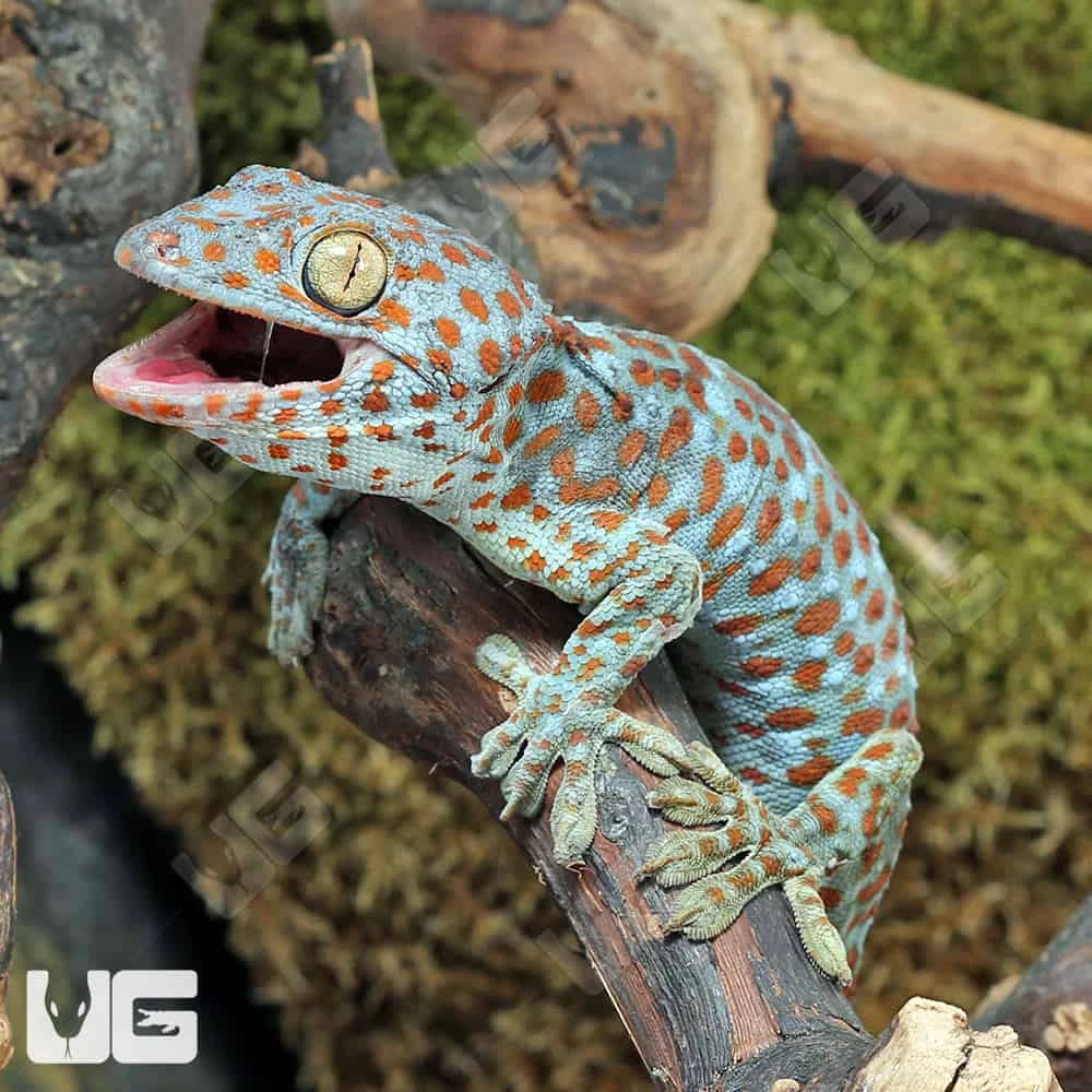 Blue Razz Tokay Gecko - Image 4