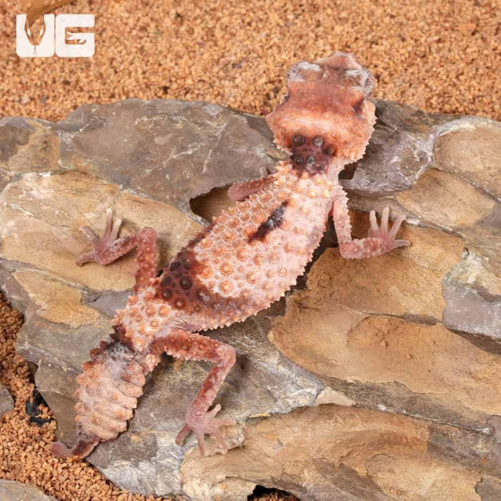 Adult Female Northern Banded Knobtail Gecko - Image 3