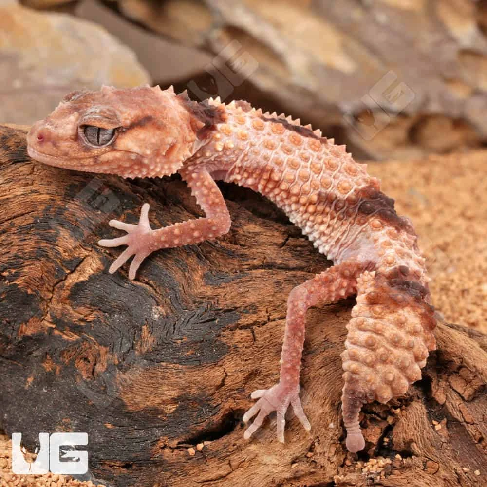 Adult Female Northern Banded Knobtail Gecko