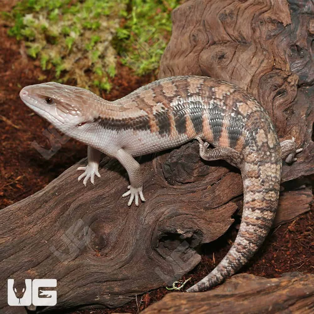 Mocha Northern Blue Tongue Skink #3 - Image 3