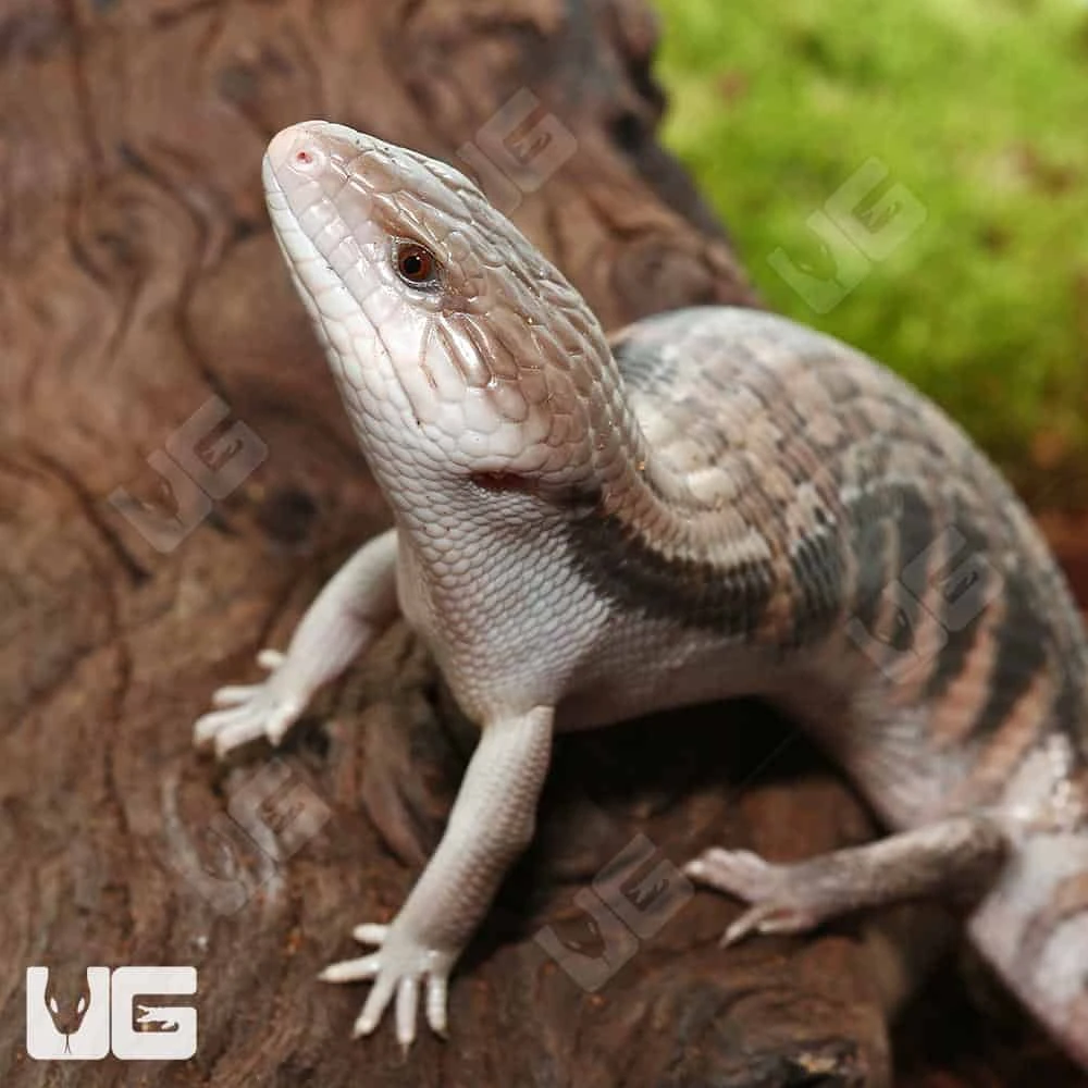 Mocha Northern Blue Tongue Skink #3 - Image 4