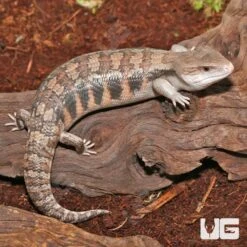 Mocha Northern Blue Tongue Skink #3
