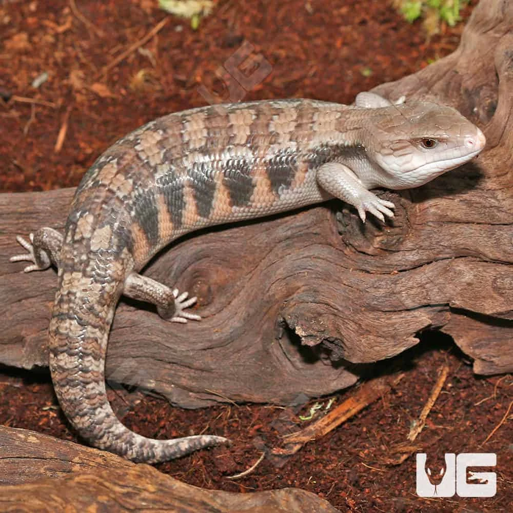 Mocha Northern Blue Tongue Skink #3
