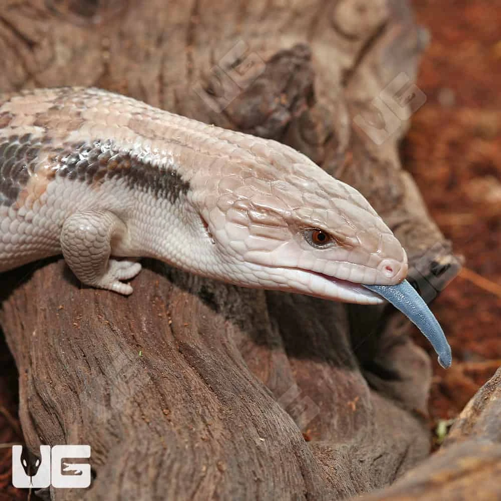 Mocha Northern Blue Tongue Skink #3 - Image 2