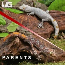 Baby Northern Spiny Tail Gecko #CD21