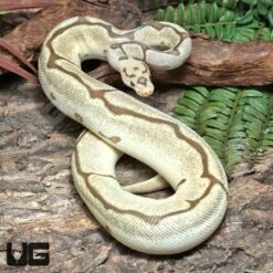 Yearling Male OD Fire Spider Clown Ball Python #J29
