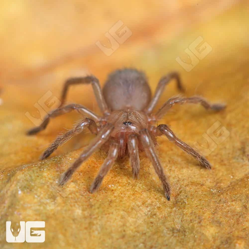Oklahoman Brown Tarantula (.25 β .5β) - Image 4