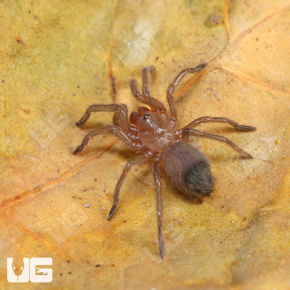 Oklahoman Brown Tarantula (.25 β .5β) - Image 2