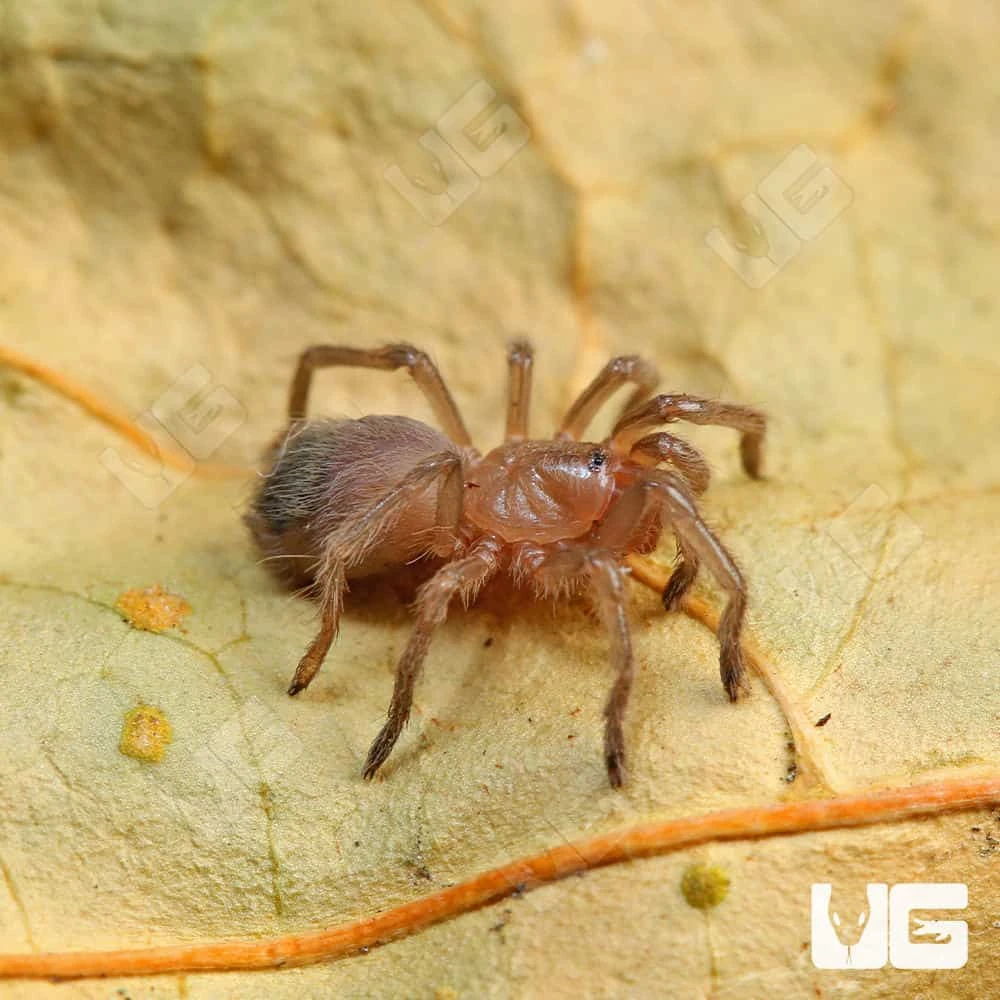 Oklahoman Brown Tarantula (.25 β .5β) - Image 3