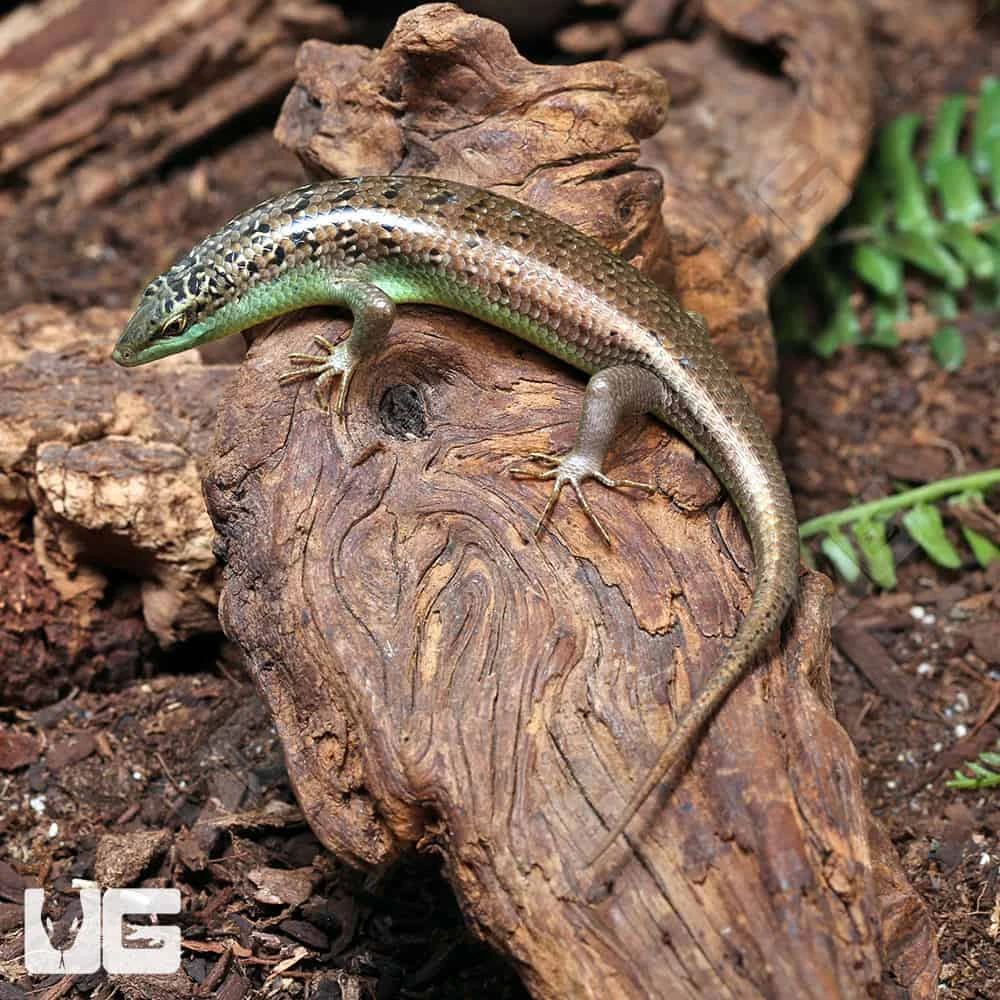 Olive Tree Skink - Image 2