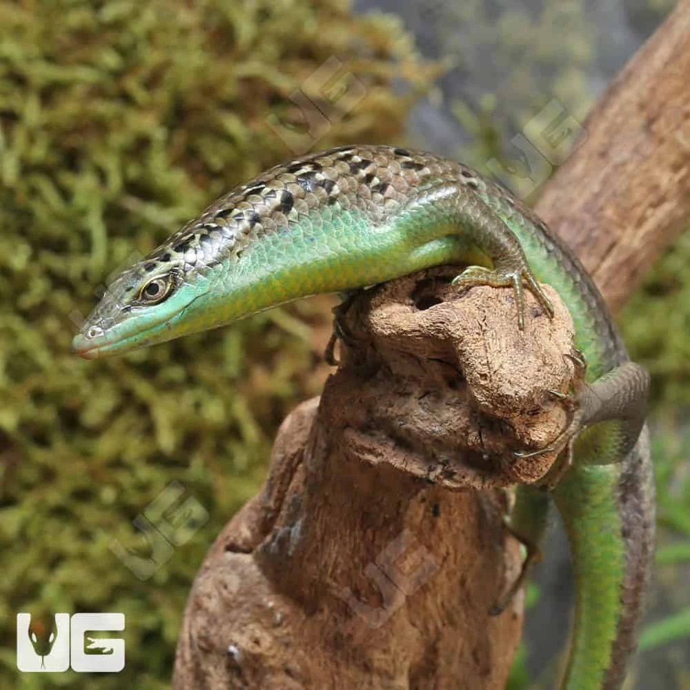 Olive Tree Skink