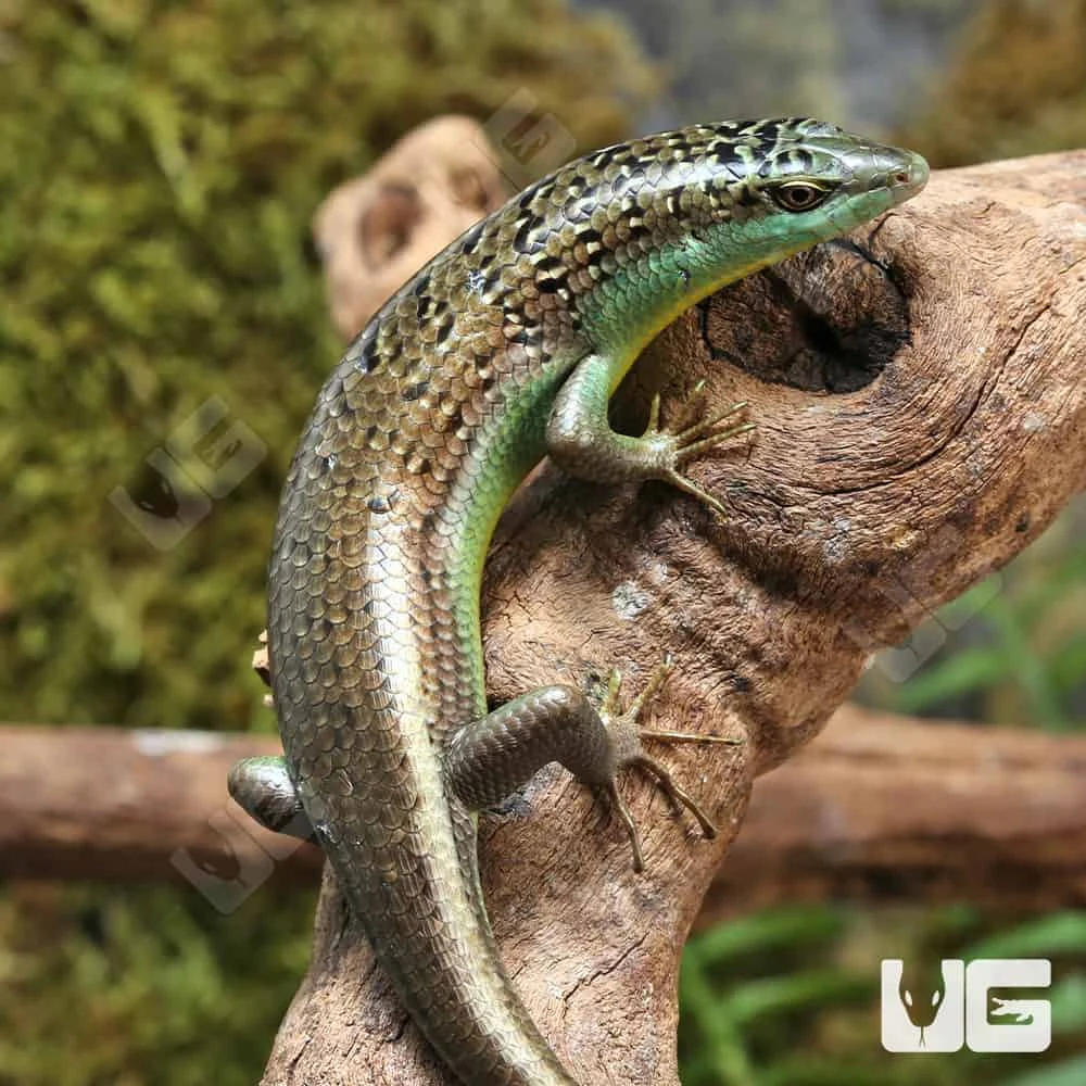 Olive Tree Skink - Image 3