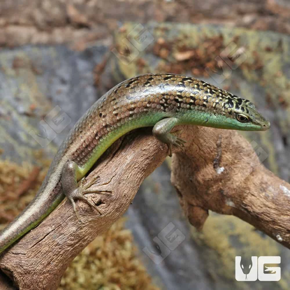 Olive Tree Skink - Image 4