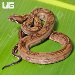 Female Onyx Het Blood 66% Anery 2 Boa #B87