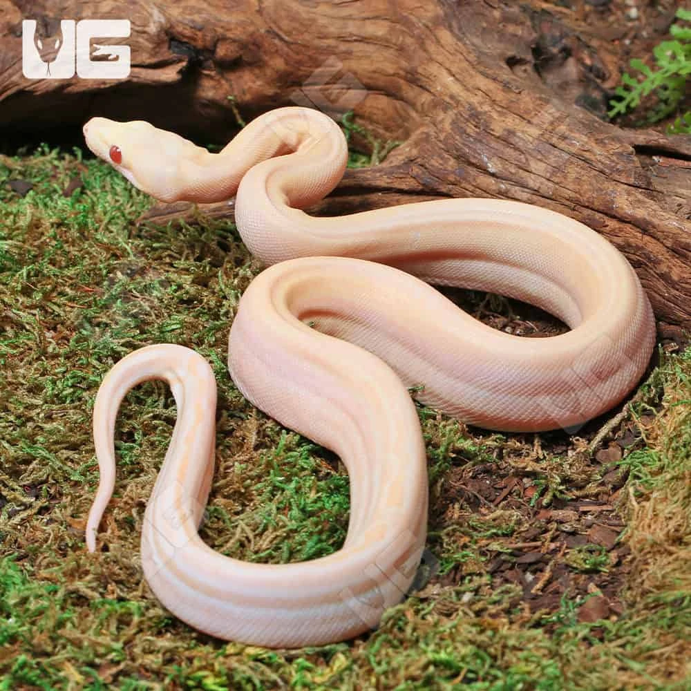 Male Orangasm Pastel Kahl Albino Eclispe Boa #B97 - Image 3